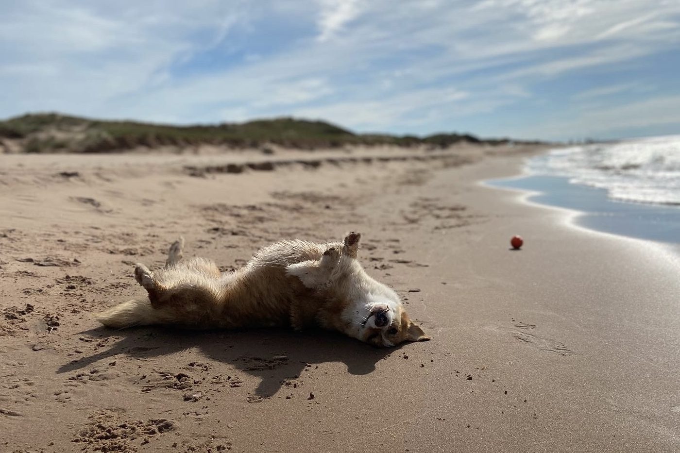 A corgi rolling happily on a red sand PEI beach