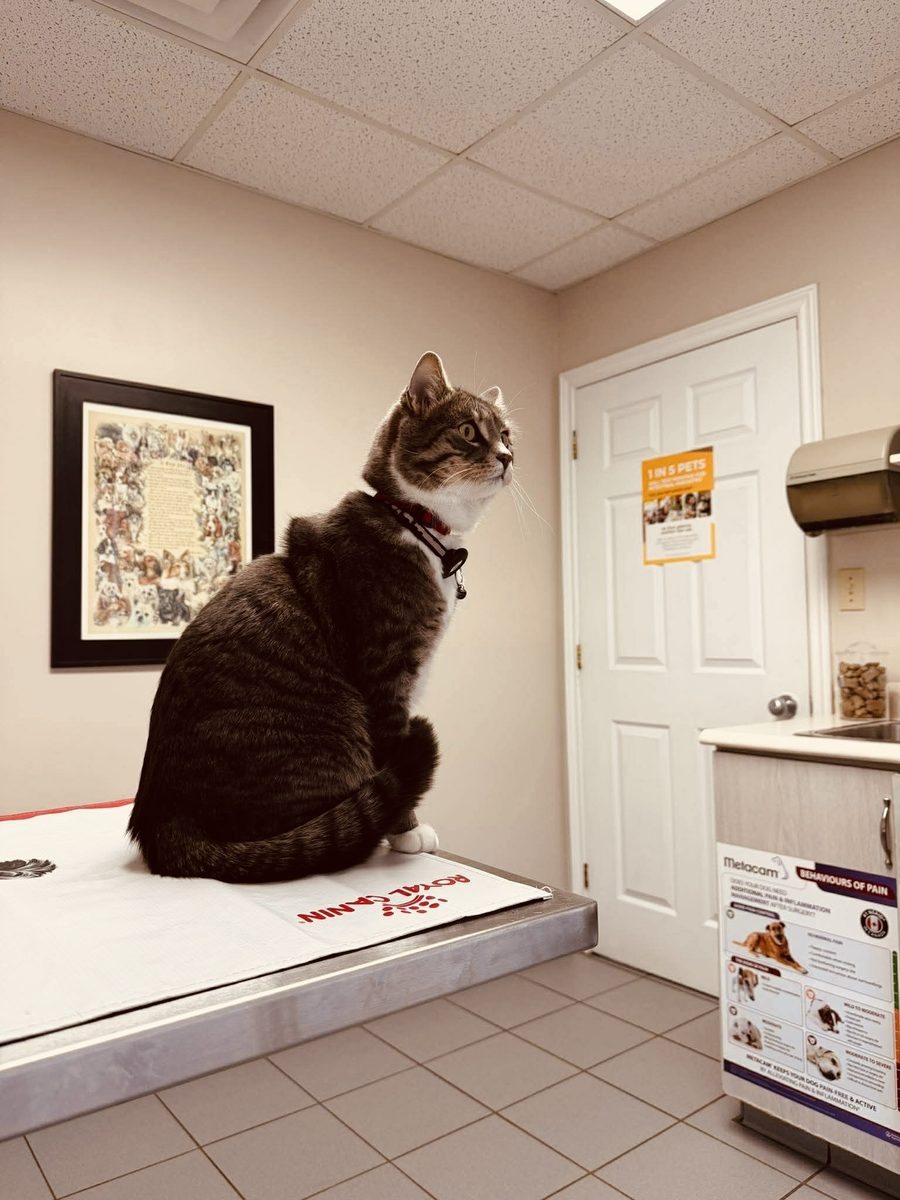 A cat sitting calmly on the exam table