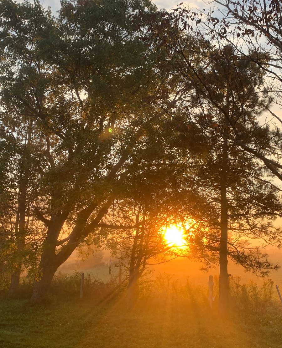 Soft golden light filtering through green leaves at sunrise
