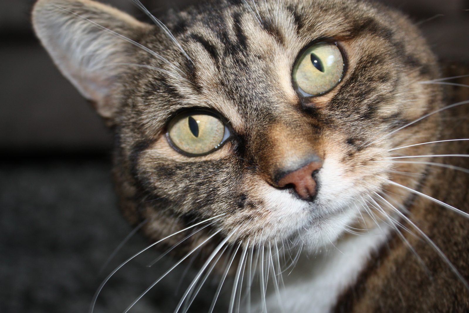 A brown tabby cat tilting her head at the camera